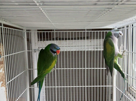 A pair of Lord Derbyans