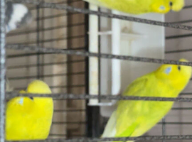 3 beautiful yellow budgies for sale