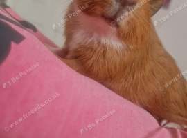 2 x Male Baby Guinea Pigs for sale in Hendon nw4