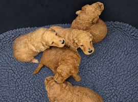 Beautiful Red Labradoodle Puppies &ndash; 5 Boys