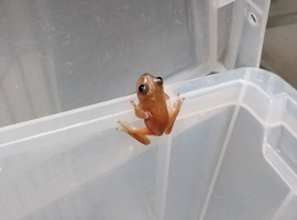 Melanistic white tree frogs