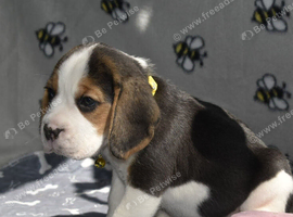 Beautiful beagle puppies