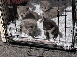 British shorthair kitten for sale