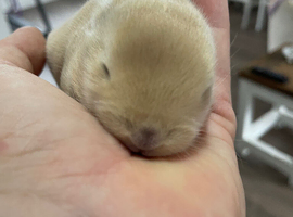Mini lop X