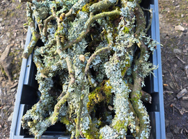 Lichen Sticks &pound;30 per pack (as photo)