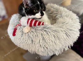 Beautiful 11 week old kitten