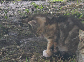 Female kitten for sale best price