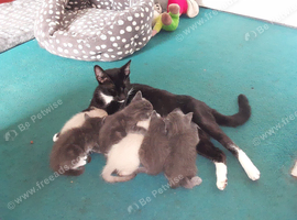 Beautiful home-raised kittens &mdash; serious loving homes only