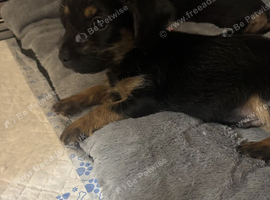 Dachshund cross beautiful puppies