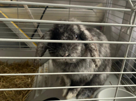 Rabbit