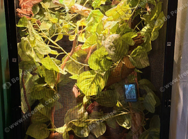 Veiled chameleon boy