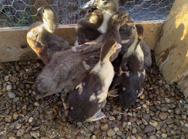 Mixed flock