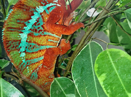 Male panther chameleon with full set up