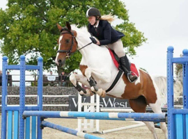 Nokandu (Kandi)&ndash; 16.3hh 8yo British Trakehner x Akhal-Teke Mare
