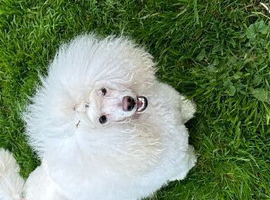 Toy poodle