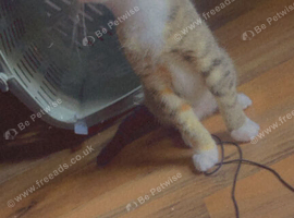 Kitten for sale
