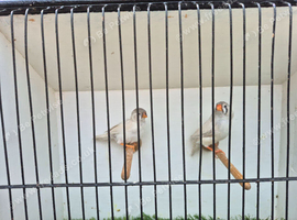 zebra finches