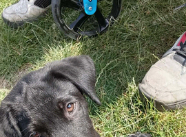 Black lab male