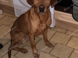 Part trained male make a excellent pet or work