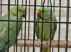 Indian ring neck parrot
