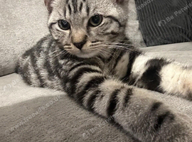 14 week old silver tabby - stunning markings