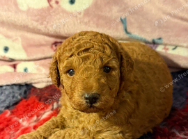 Stunning f1b red labradoodles