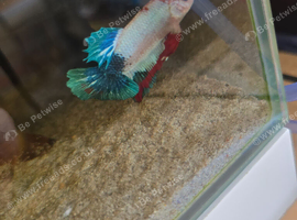 Male betta