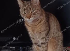 Lovely cat needs rehoming