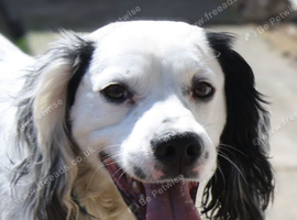 Working line cocker spaniel