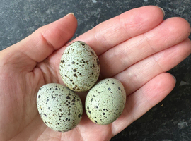 Coturnix Quail hatching eggs