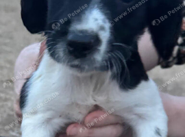 English springer spaniels puppies