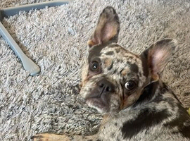 Beautiful French bulldog