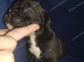 Old English bulldog puppy&rsquo;s