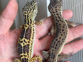 2025 black night x leopard geckos