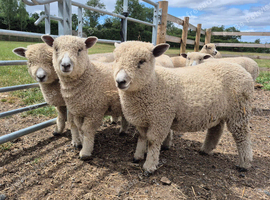 White Ryeland Ewe Lambs