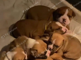 Old Tyme English bulldog cross boxer puppies