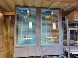 2 pair of budgies with cages