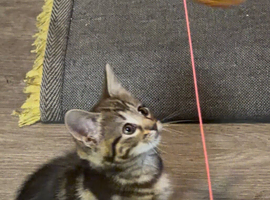 Kitten