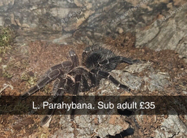 Tarantulas for sale