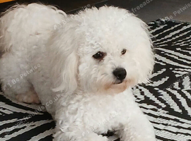 Bichon Frise for sale