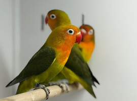 Love birds