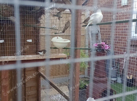 Bengalese finches