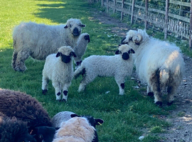 Valais blacknose - ALL NOW SOLD - THANK YOU