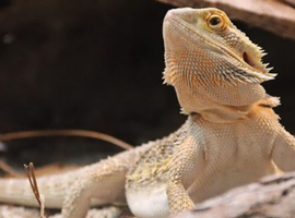 couple different reptiles available