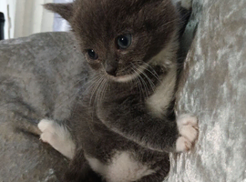 British shorthair