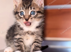 5 mixed breed kittens