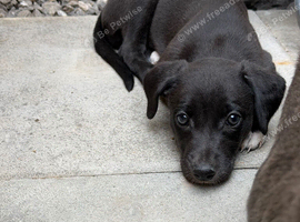 Whippet pups