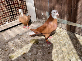 Afghan pigeon