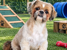 Stud Shih-Tzu Proven