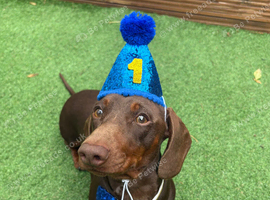 miniature daschund